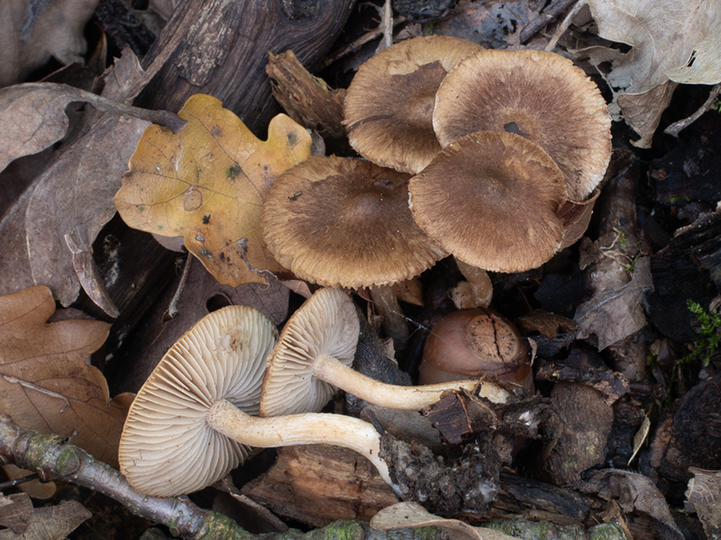 Inocybe tigrina